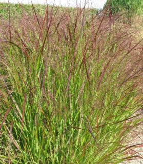 Panicum virgatum 'Squaw'